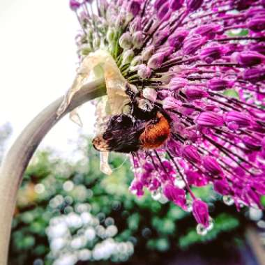 Allium 'Ambassador'