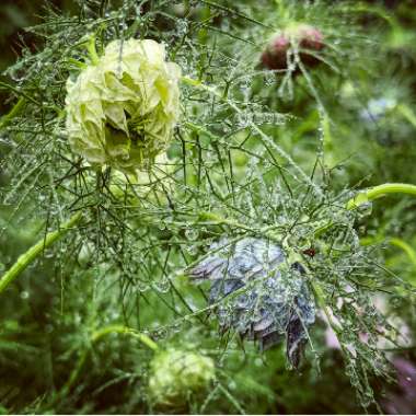 Nigella