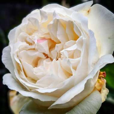 Rosa 'Auscat' syn. Rosa 'Winchester Cathedral', Rosa 'Winchester', Rosa 'White Mary Rose'