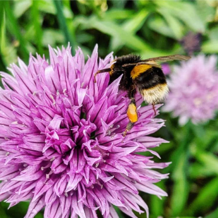plant image 1081813