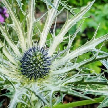 Eryngium