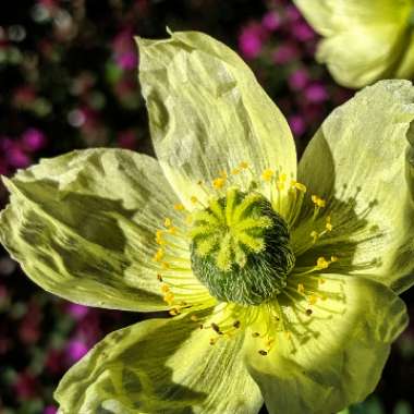 Papaver miyabeanum 'Pacino'