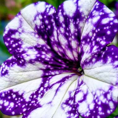 Petunia 'Kleph15313' syn. Petunia 'Night Sky', Petunia 'Headliner Night Sky'