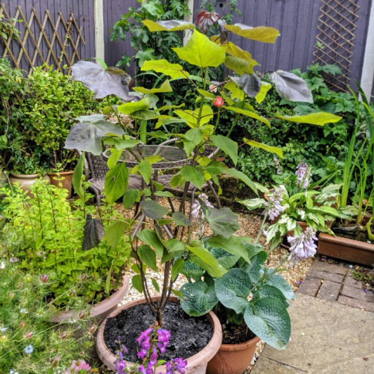 plant image 1110119
