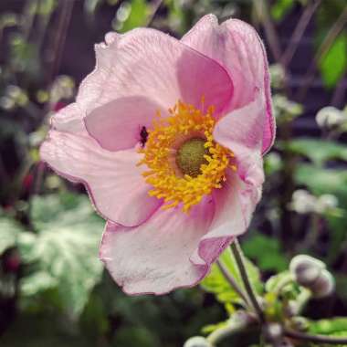 Anemone hupehensis syn. Anemone scabiosa