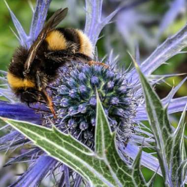 Eryngium x zabelii 'Big Blue'