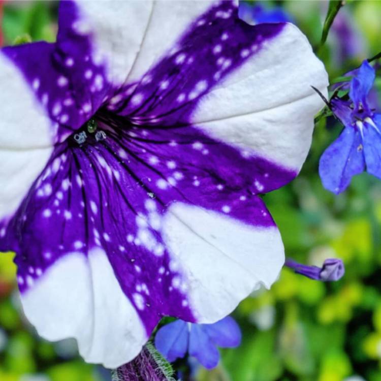 plant image 1139236 plant image 1139236