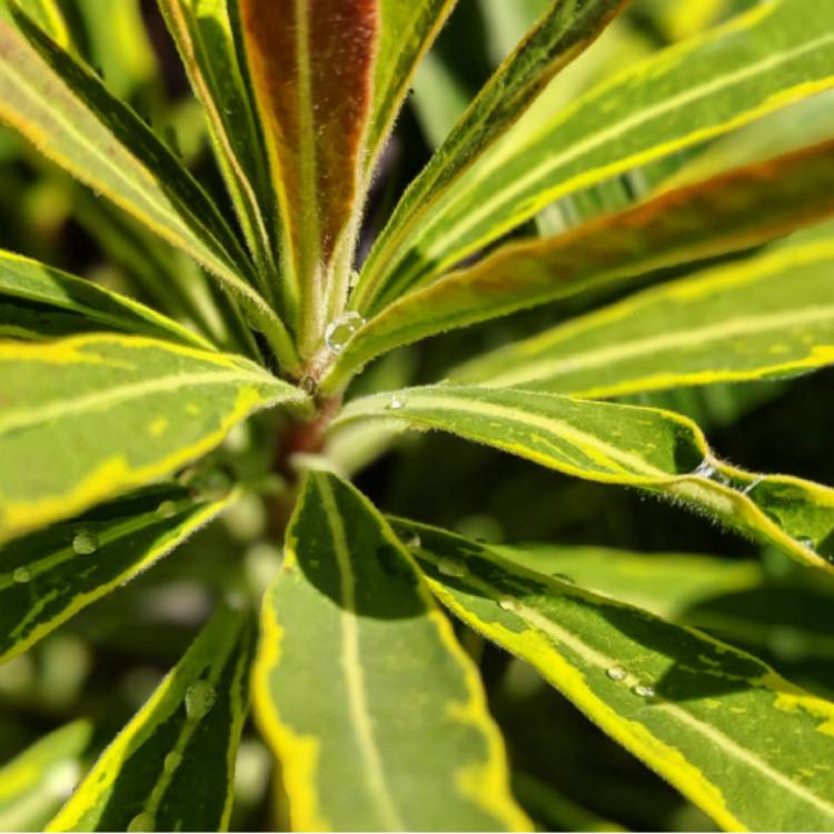 plant image 1141980