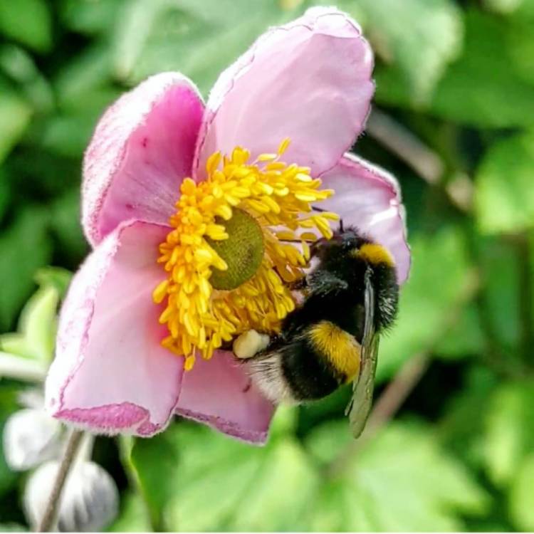 plant image 1145036