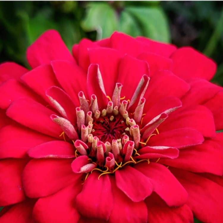 plant image 1150698
