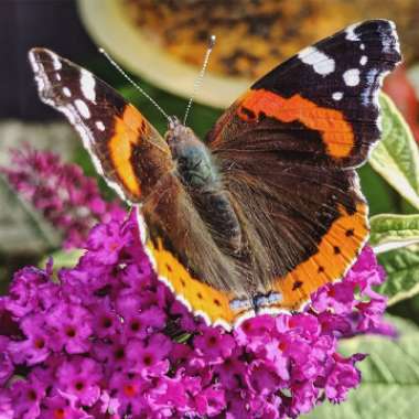 Buddleja davidii 'Harlequin'