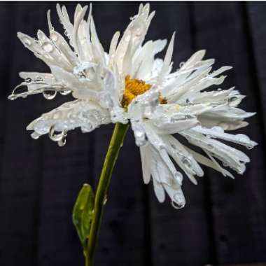 Leucanthemum x superbum 'Crazy daisy'