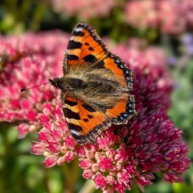 Hylotelephium Herbstfreude