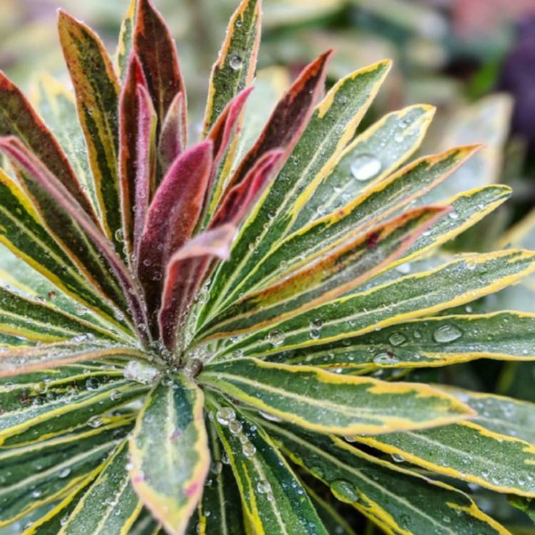 plant image 1174591