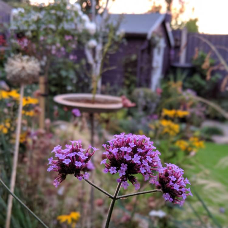 Plant image Verbena bonariensis