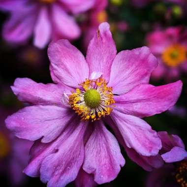 Anemone hupehensis syn. Anemone scabiosa