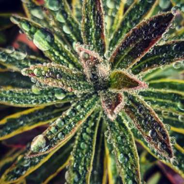 Euphorbia x martini 'Ascot Rainbow'
