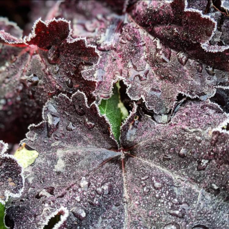 plant image 1196822