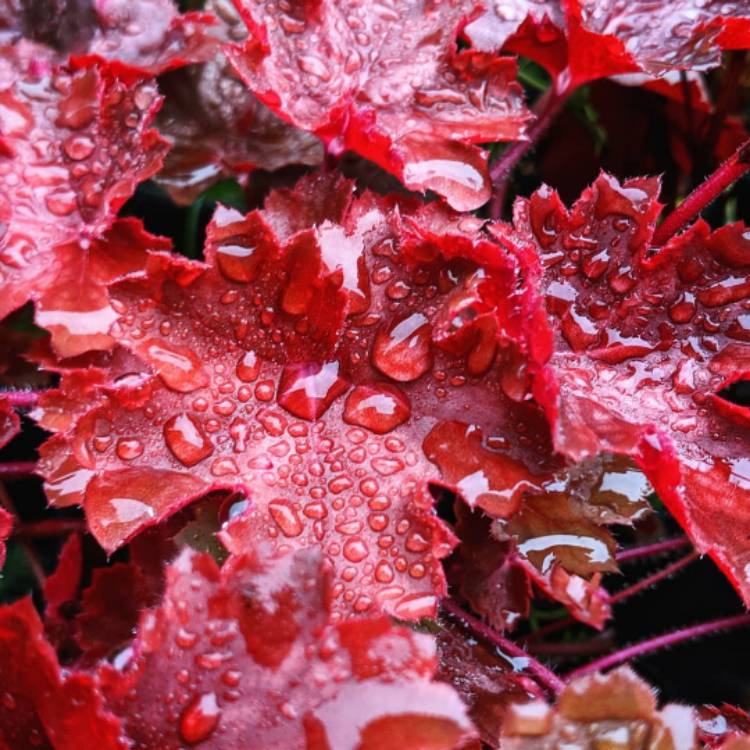 Plant image Heuchera 'Cherry Cola'