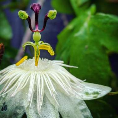 Passiflora caerulea 'Constance Elliot'