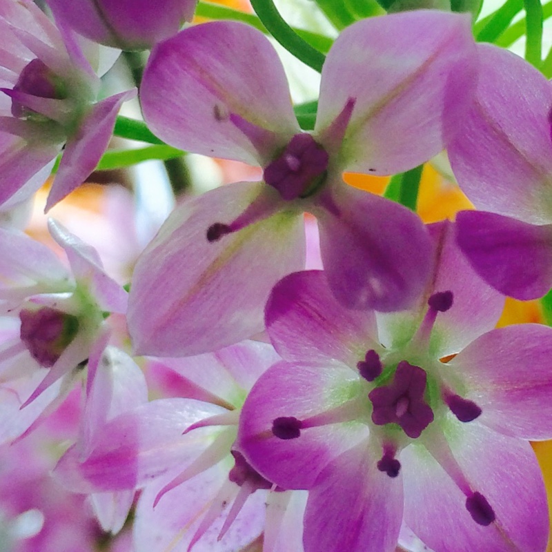 Plant image Allium roseum