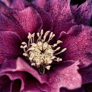 Helleborus