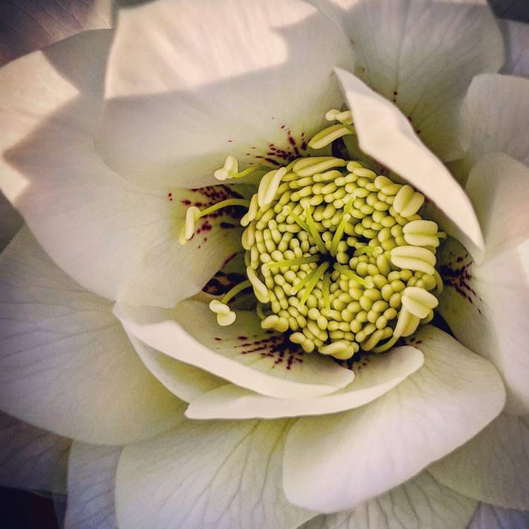 Plant image Helleborus x hybridus 'Double Ellen White Spotted' (Double Ellen Series)