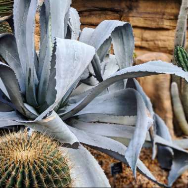Agave Americana