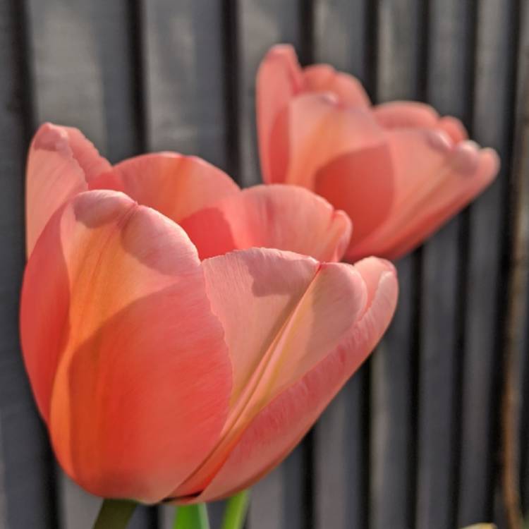 plant image 1265879