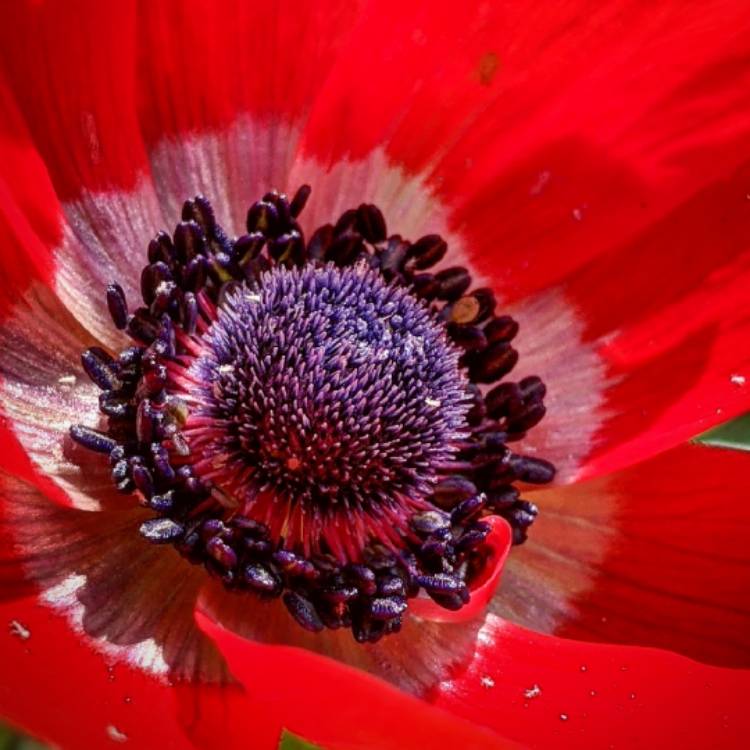 Plant image Anemone coronaria 'Hollandia'