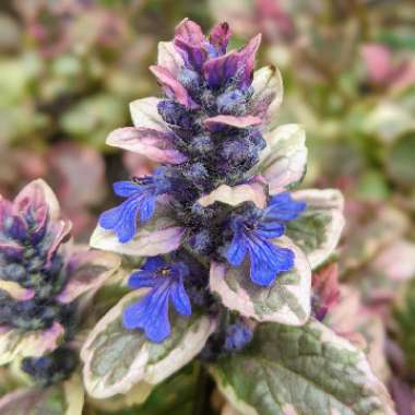 Ajuga reptans 'Burgundy Glow'