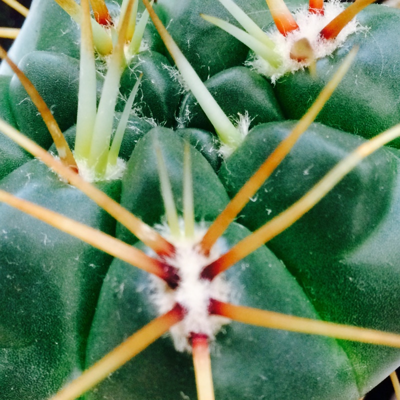 Plant image Ferocactus Stanesii syn. Ferocactus stainesii : Ferocactus pilosus ; Ferocactus pringlei