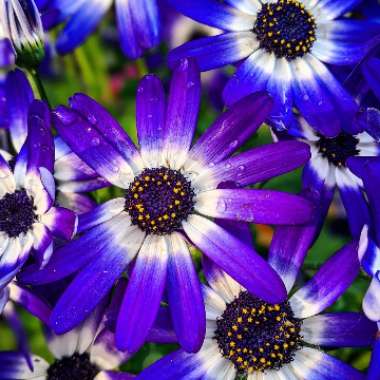 Pericallis x hybrida 'Sunseneribuba' (Senetti Series) syn. Pericallis 'Senetti Blue Bicolor'