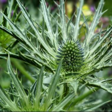 Eryngium x zabelii 'Big Blue'