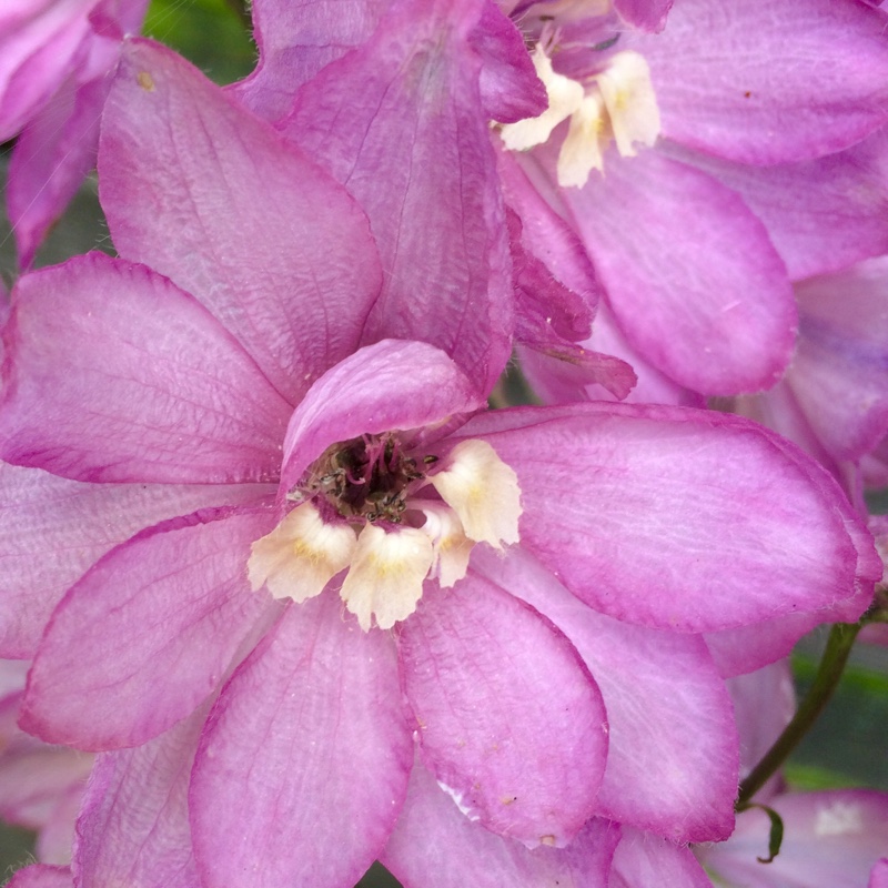 Delphinium 'Astolat'