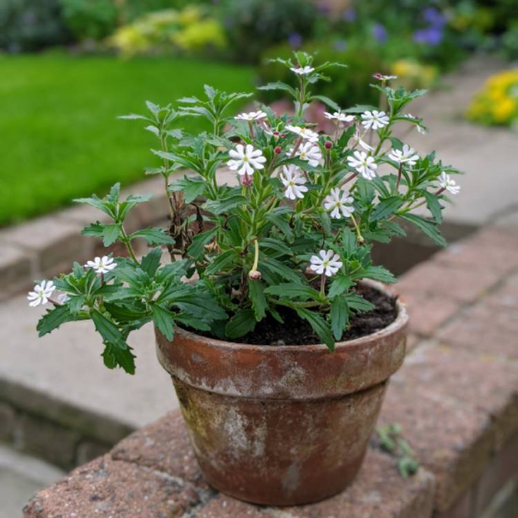Plant image Zaluzianskya ovata 'Star Balsam'