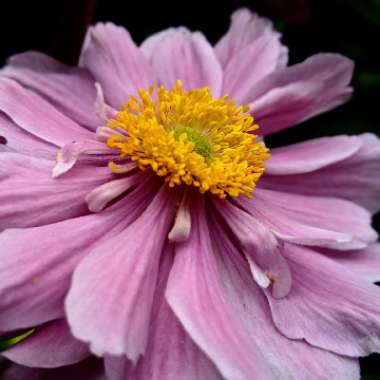 Anemone x hybrida 'Margarete'