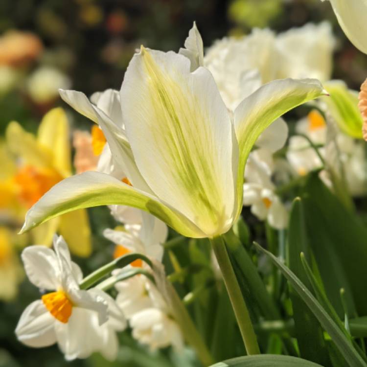 plant image 1465240