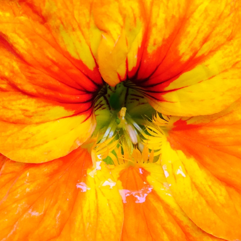 plant image 155777