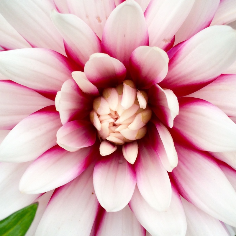 plant image 163580
