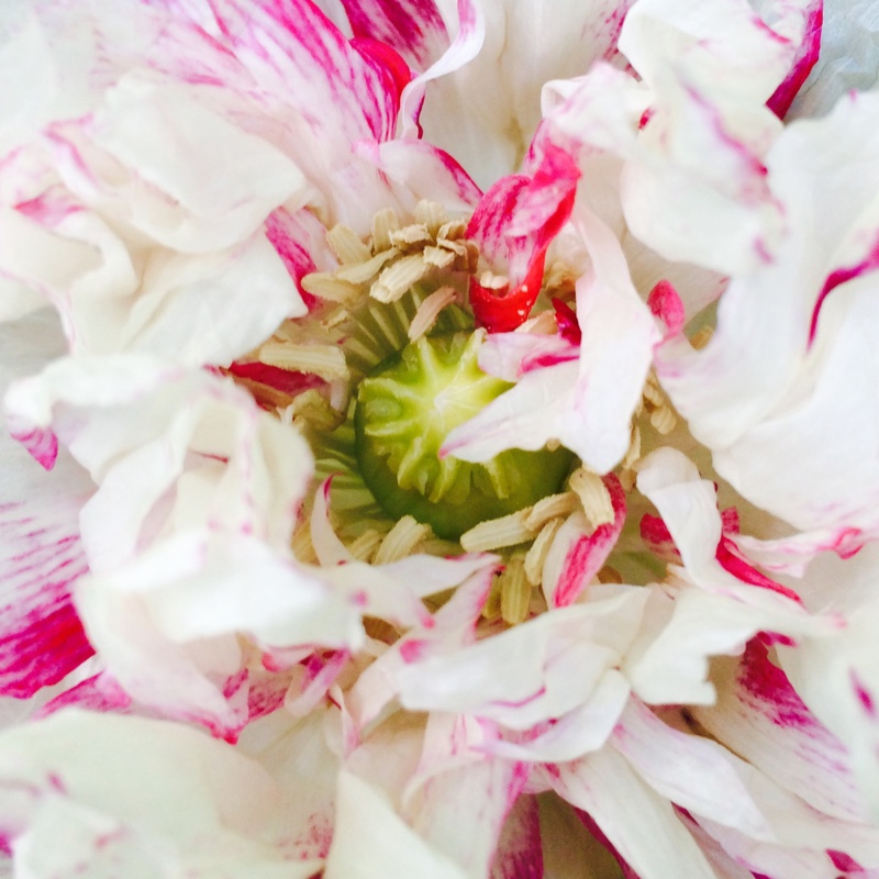 plant image 167123 plant image 167123