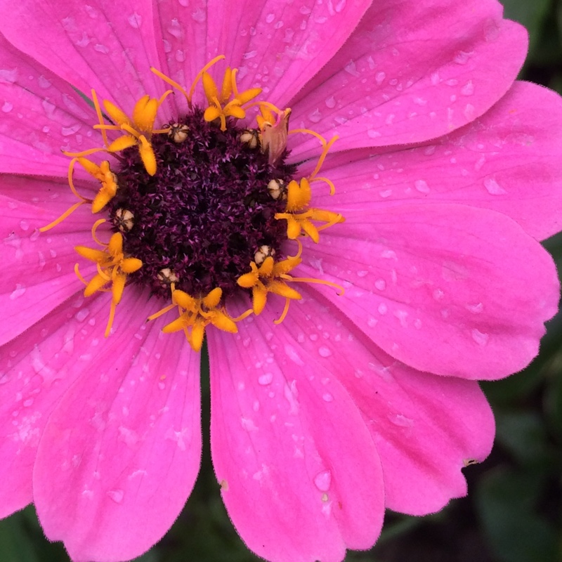 plant image 177263
