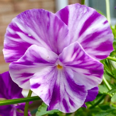 Viola 'Elaine Quinn'