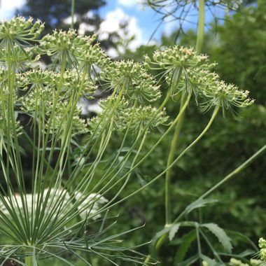 Ammi visnaga