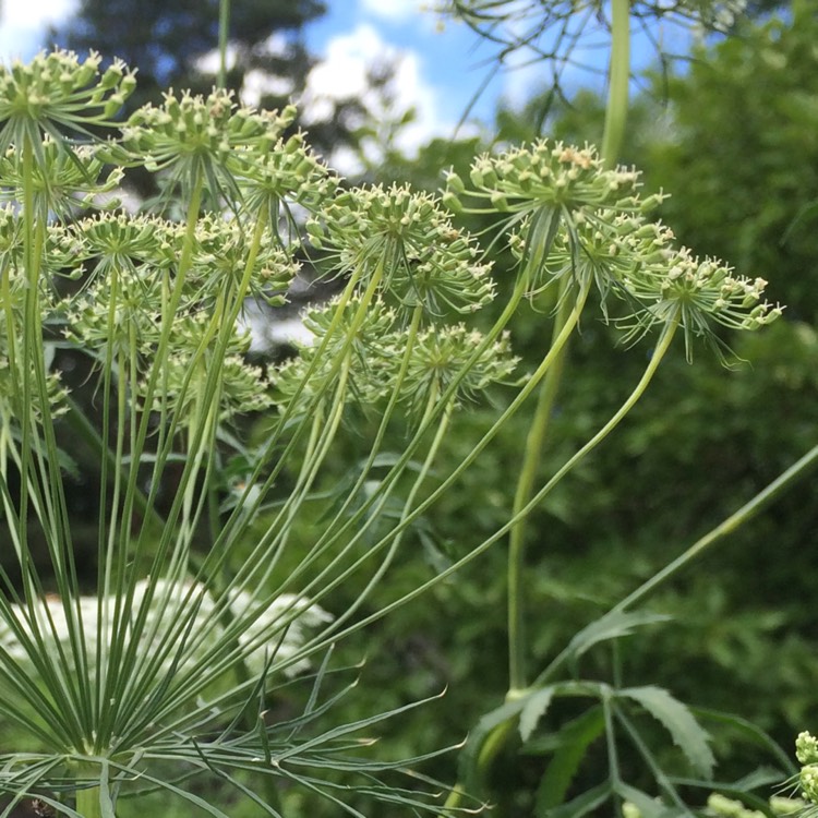 Plant image Ammi visnaga