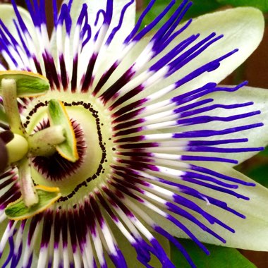 Passiflora