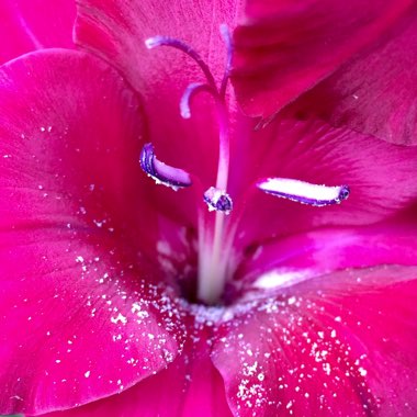 Gladiolus