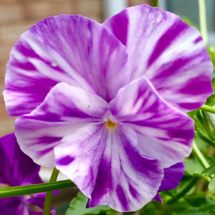 plant image 216173