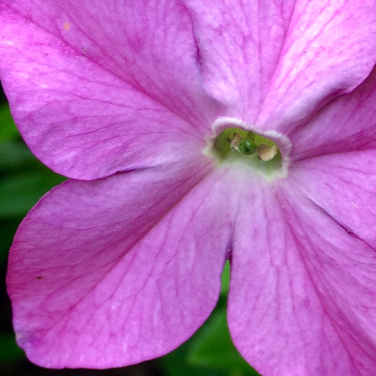 Plant image Nicotiana x sanderae 'Eau de Cologne Mix'