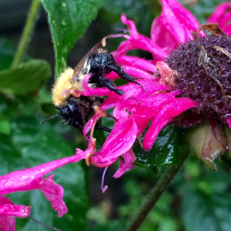Plant image Monarda 'Pink Lace'